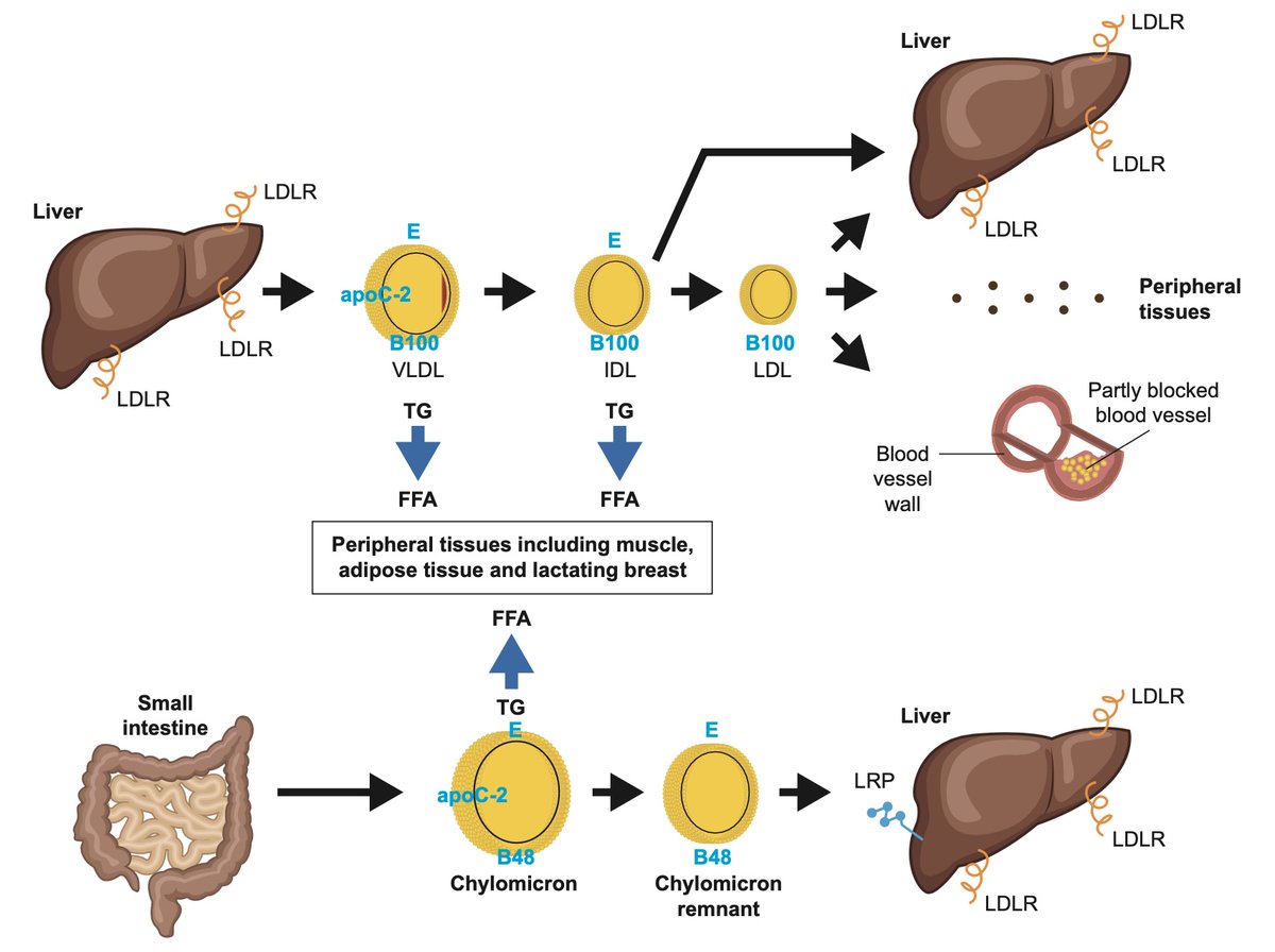 Pablo Corral MD tweet media