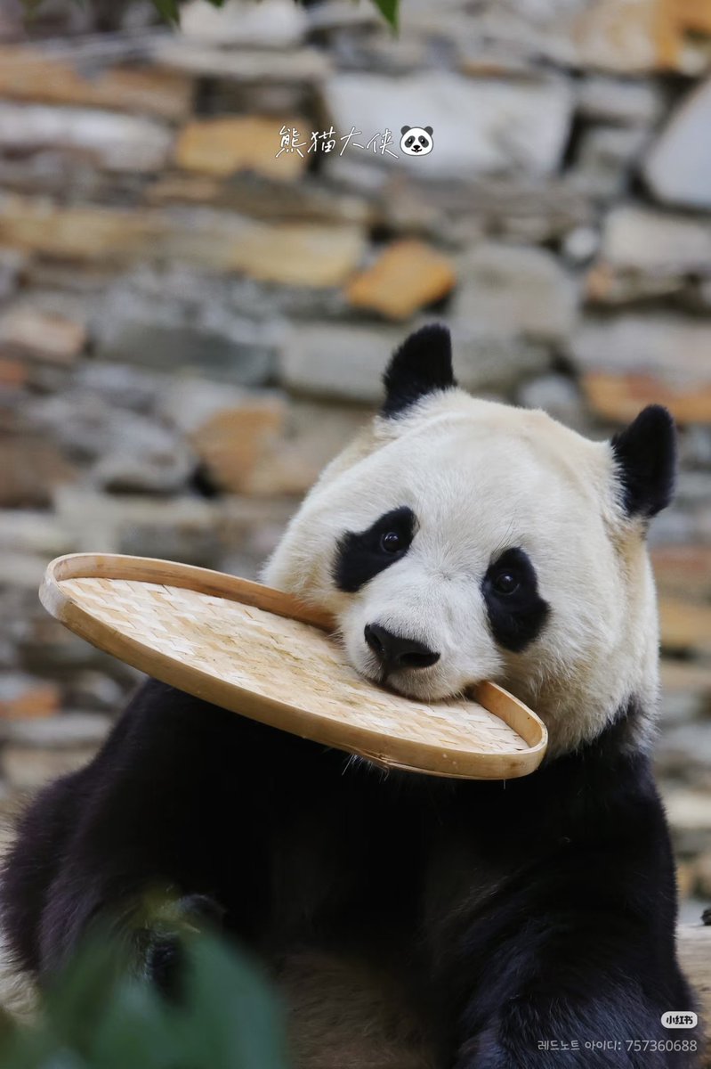 쟁반 하나로 귀여움 만렙찍는 귀여움 천재 푸