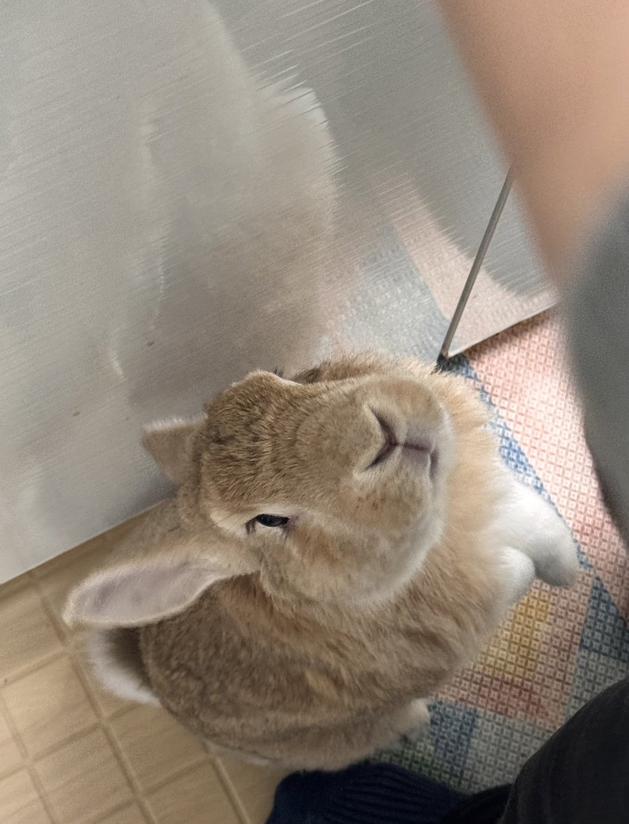 borively's tweet image. 나름 공손해요