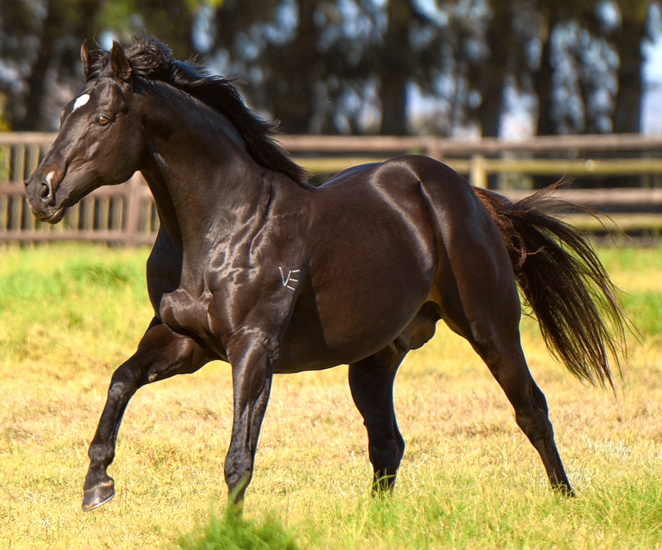 FreemanStallions tweet media