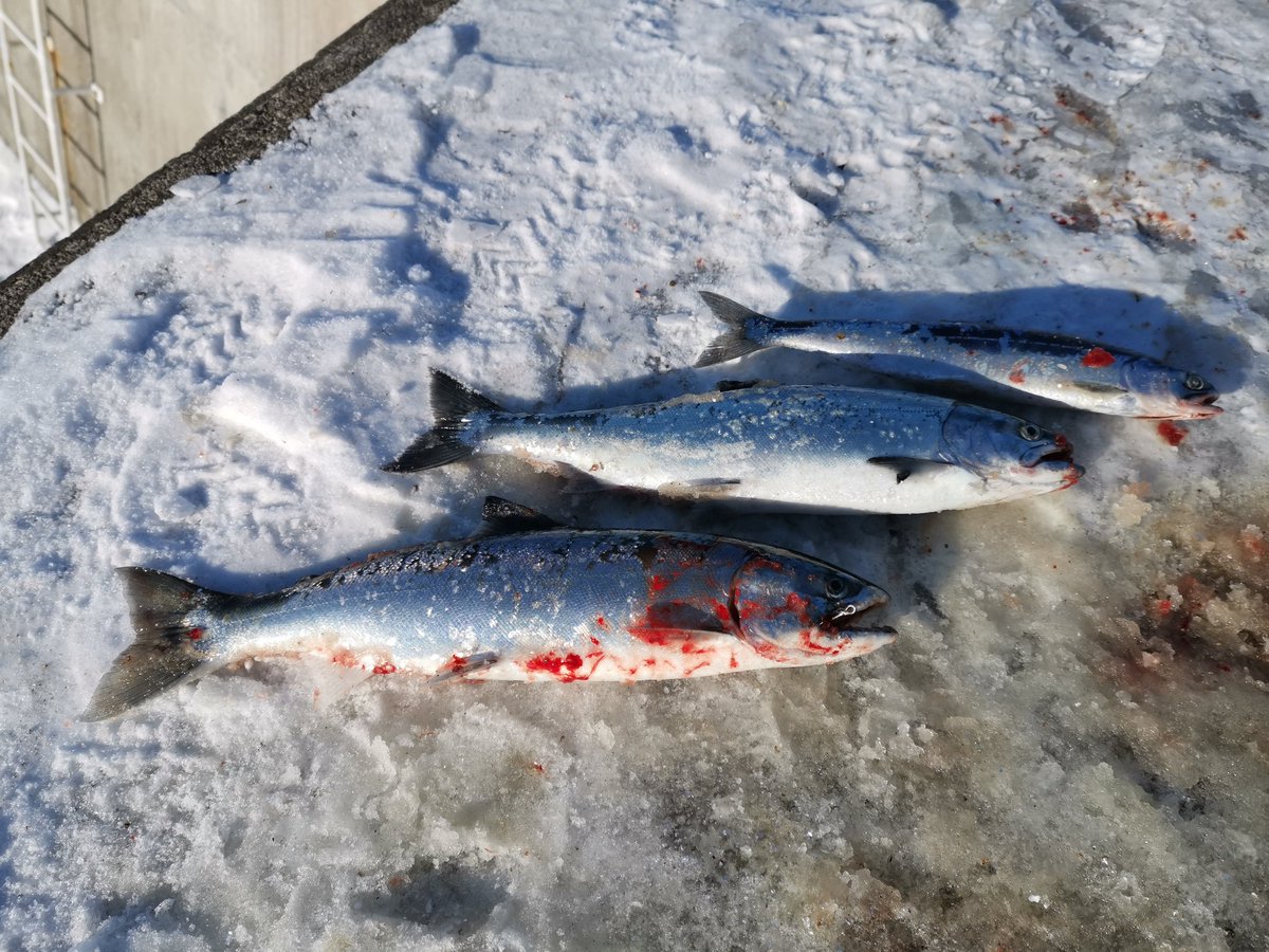 PIGEONek9's tweet photo. 泊まりで室蘭遠征🐟️
無事サクラ咲きました🤗
#サクラマス https://t.co/aJzZq1Qjwt