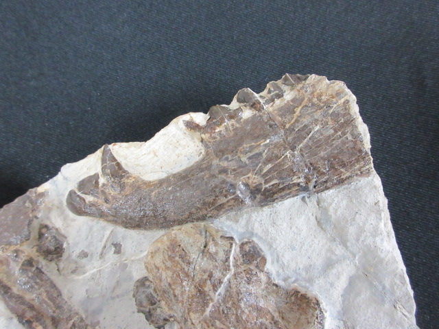 化石　ナンマンゾウ？ 緊急値下げ