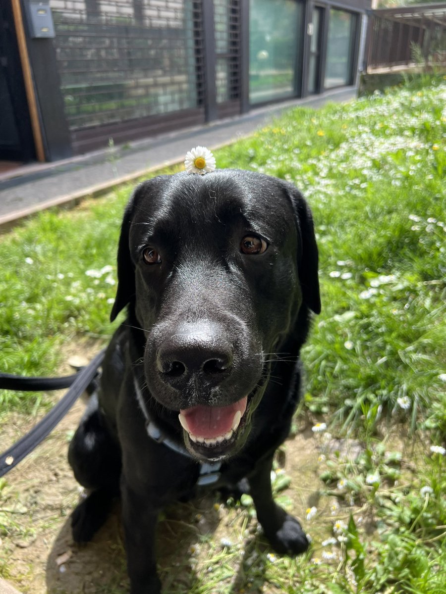 Riccardo Nalesso tweet media