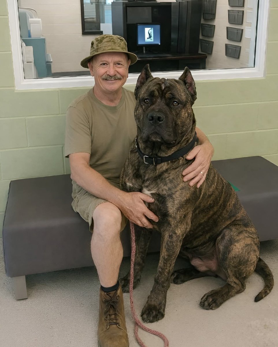 Mr_Husky1's tweet image. He wasn’t just waiting… he was losing hope.
When I first saw him, he was sitting quietly in the back of the shelter — massive, powerful, and misunderstood.
A Presa Canario.
The kind of dog people cross the room to avoid.
No barking.
No aggression.
Just tired eyes that had seen…