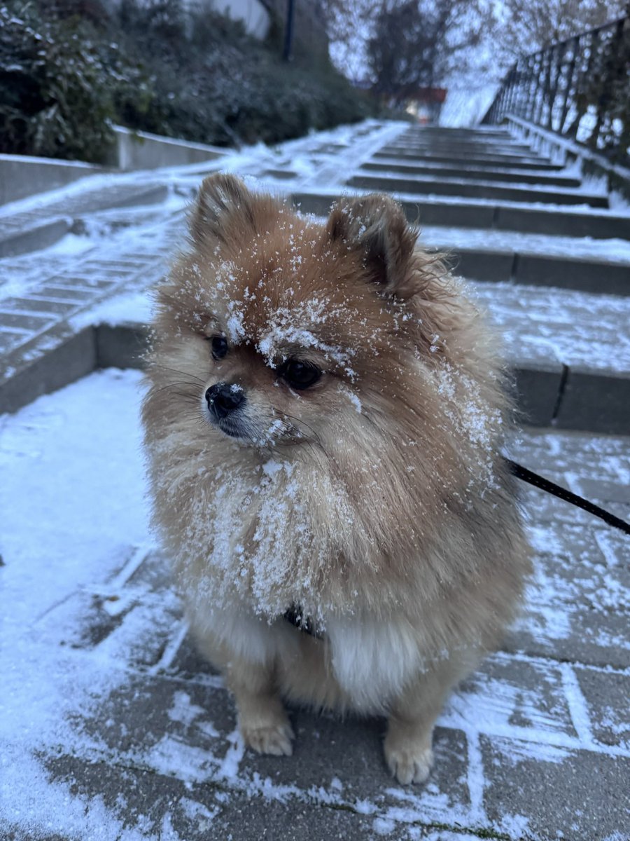 sircziken's tweet photo. @anielicaaa doggo https://t.co/GRmSjFqwdv