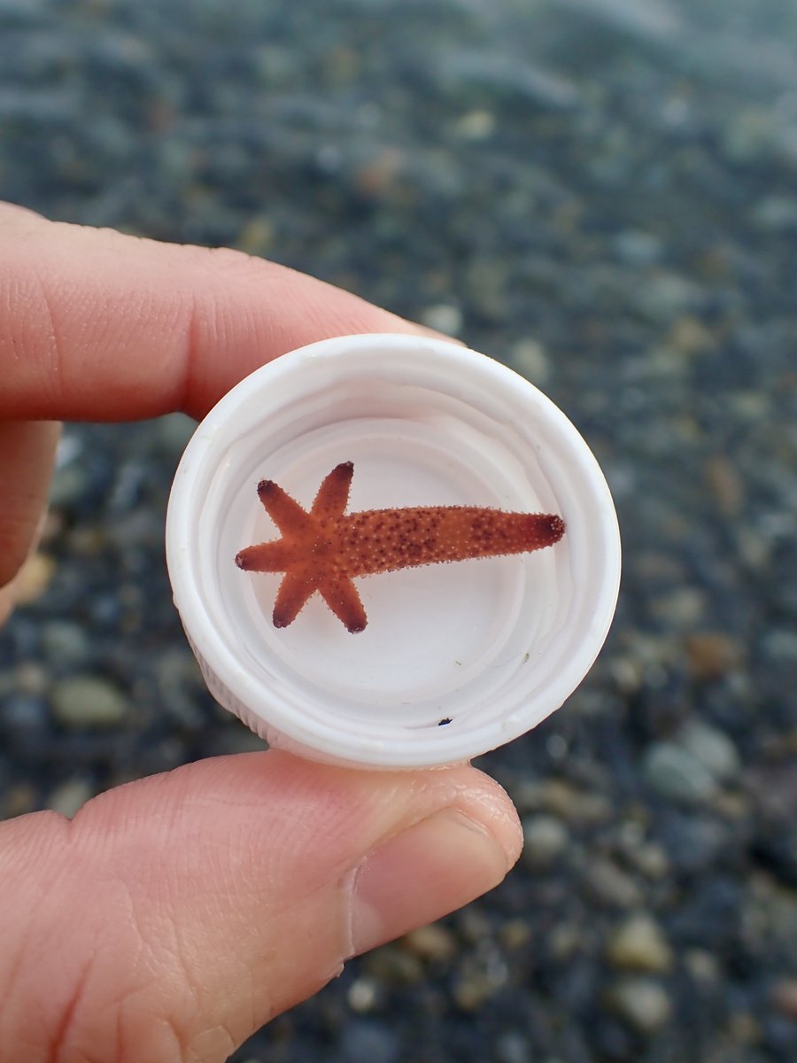 流れ星つかまえた