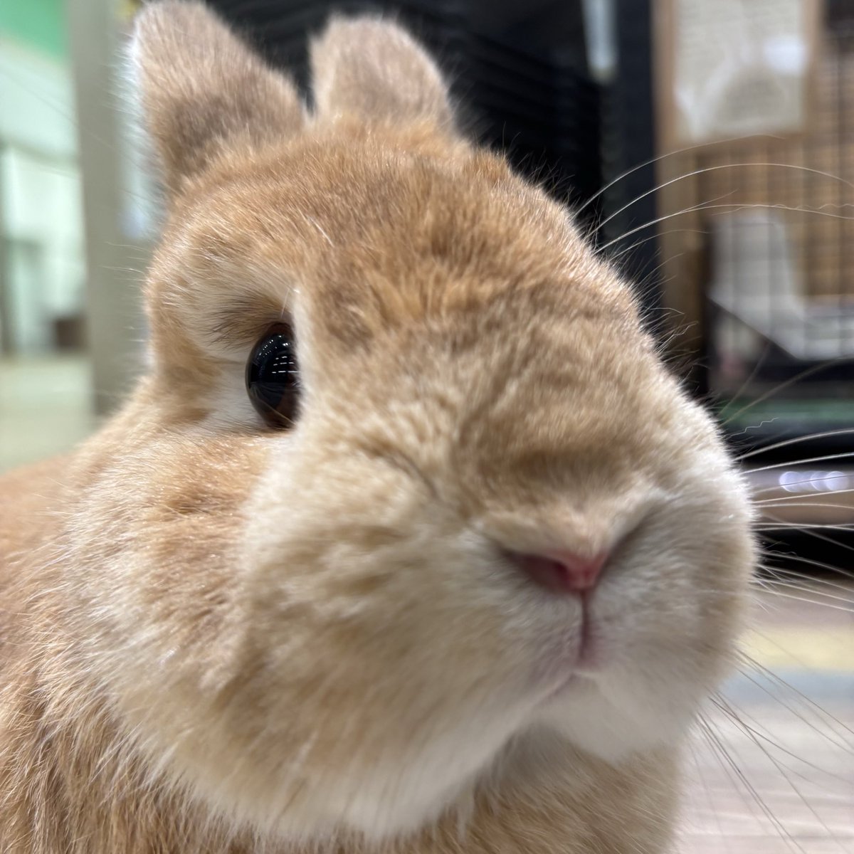 うさぎのしっぽ (@sippo_info) / Posts / X