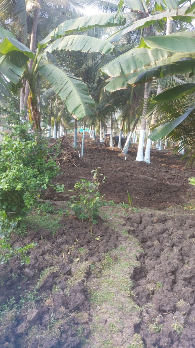 vini546's tweet photo. My home @ home town and coconut 🌴 farm..
Form beautification and yearly maintenance works are in progress.
Please ignore the quality. My mother is taking care of it and captured the video and just shared.
#Farm #Coconut #Formland #trees #Nature https://t.co/WshkLTMQzm