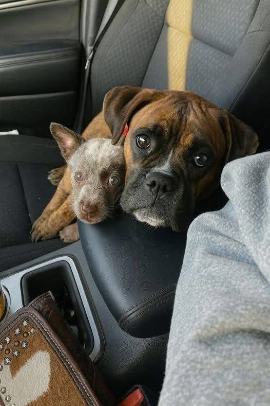 I went to the shelter with one dog in mind—a sweet, muscular Boxer with that classic soulful face . I imagined he’d trot up to me, little wiggle-butt going wild, ready to go home.

But when the kennel door opened, he didn’t move. He let out a soft, hesitant whine, eyes dropping