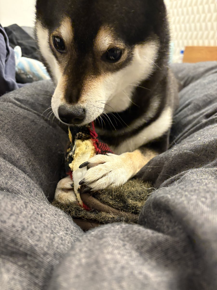 黒柴©️（感謝） しも 2022 Kawasaki ZX636, K | JKBZXJG15NA020579 | Bid History