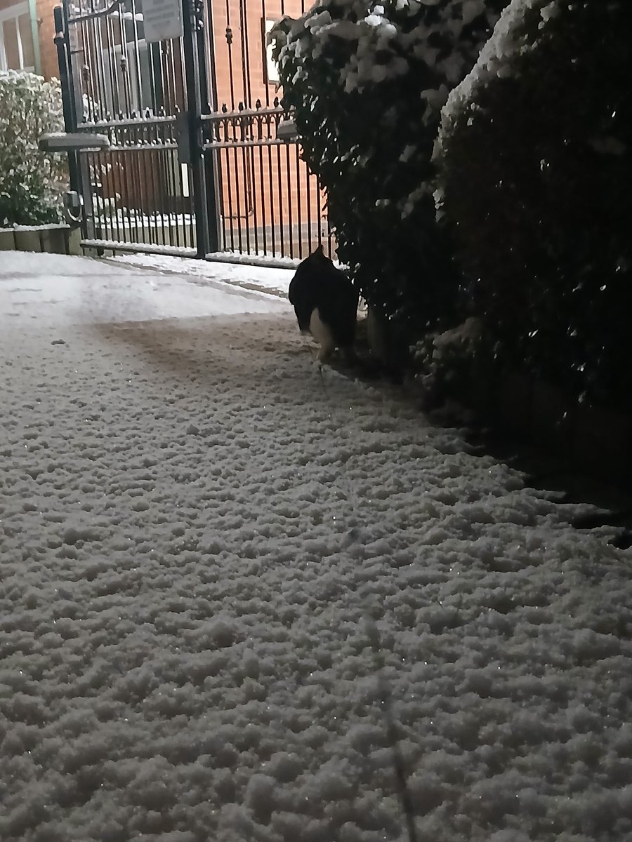 It snowed at about 1am, so I took my boy out for his first walk in the snow

#tuxedocat #catdad