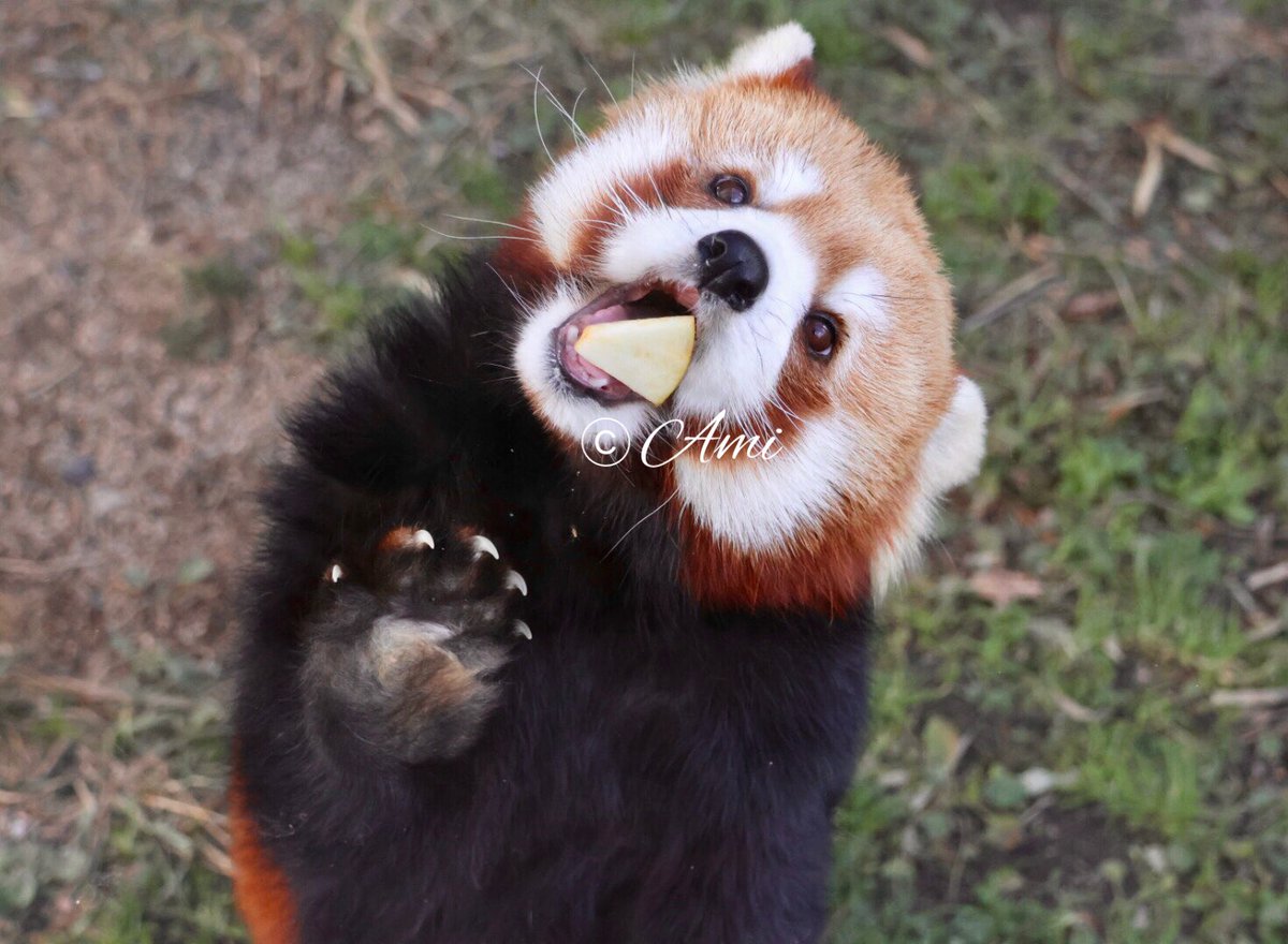 赤リンゴポシェットを下げたレッサーパンダさん 赤リンゴポシェットを下げたレッサーパンダさん : レッサーパンダに