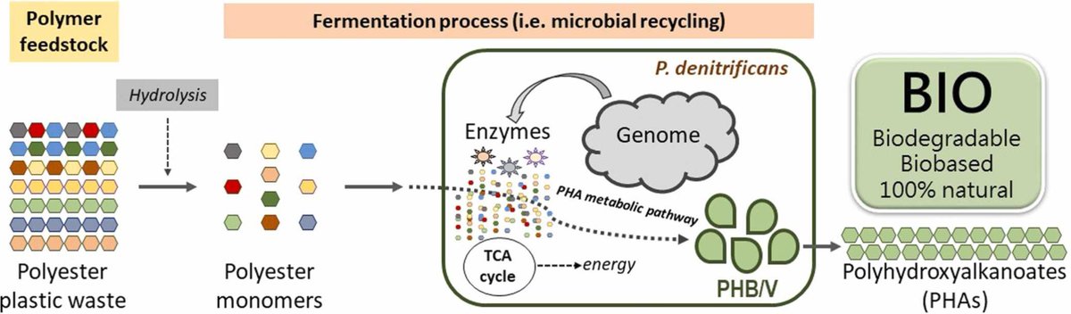 New paper accepted at Process Biochemistry

Take a look at:

Valorization of polyester wastes into polyhydroxyalkanoates via a one-step microbial fermentation process

…-microalgaeresearchgroup.blogspot.com/2026/01/blog-p…