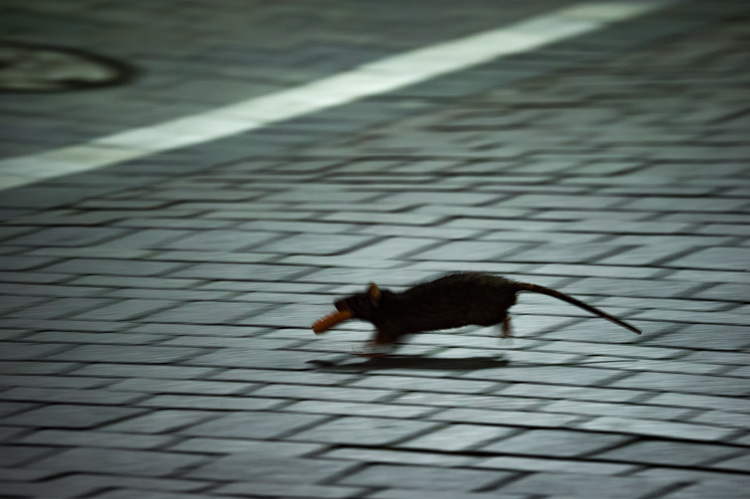 harahiroyoshi_'s tweet image. 口に咥えているのは、ソーセージ。
The sausage he's holding in his mouth is...