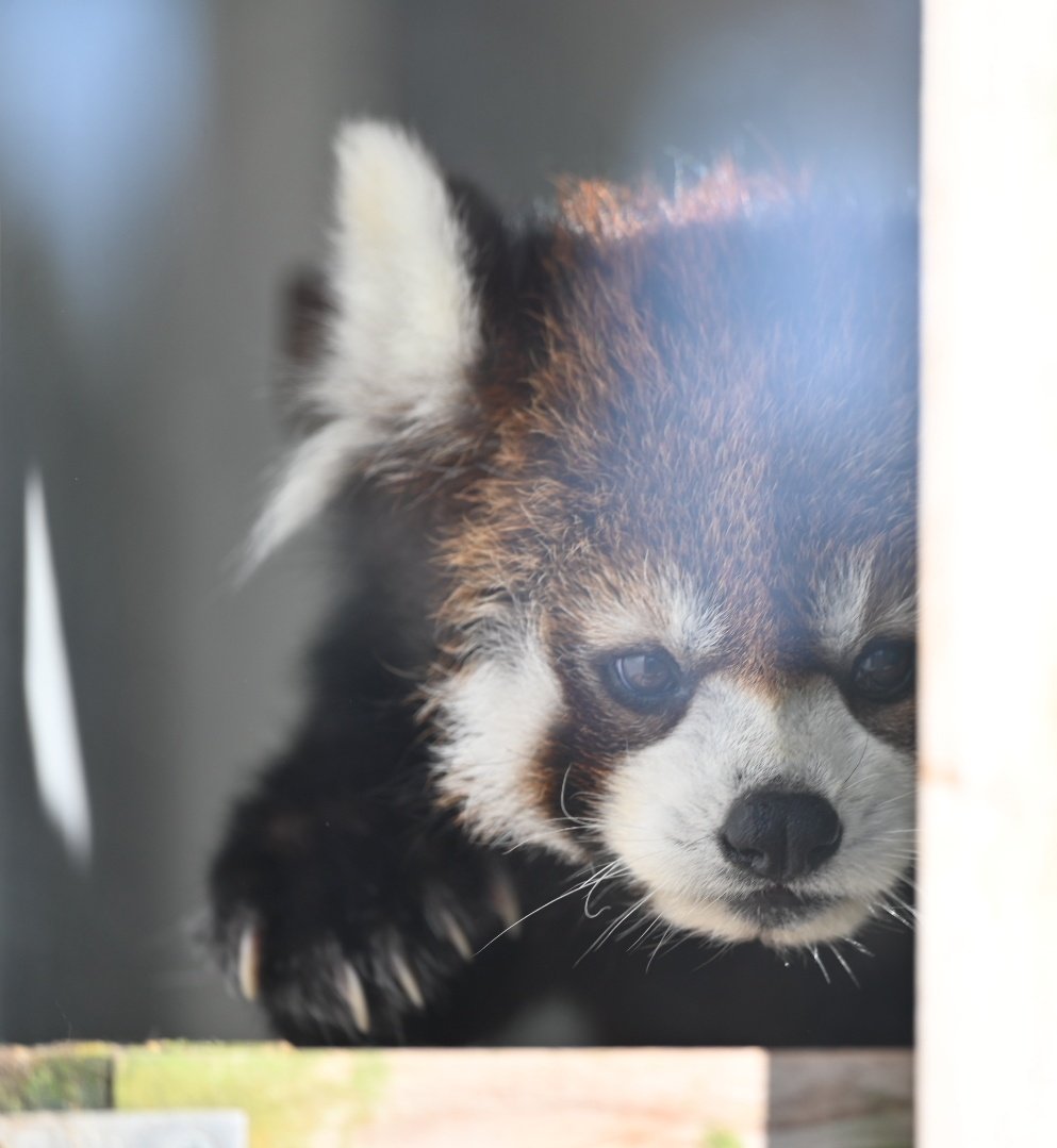 えびくま（感謝） chizu_xiang (@kobuchizu0612) / Posts / X