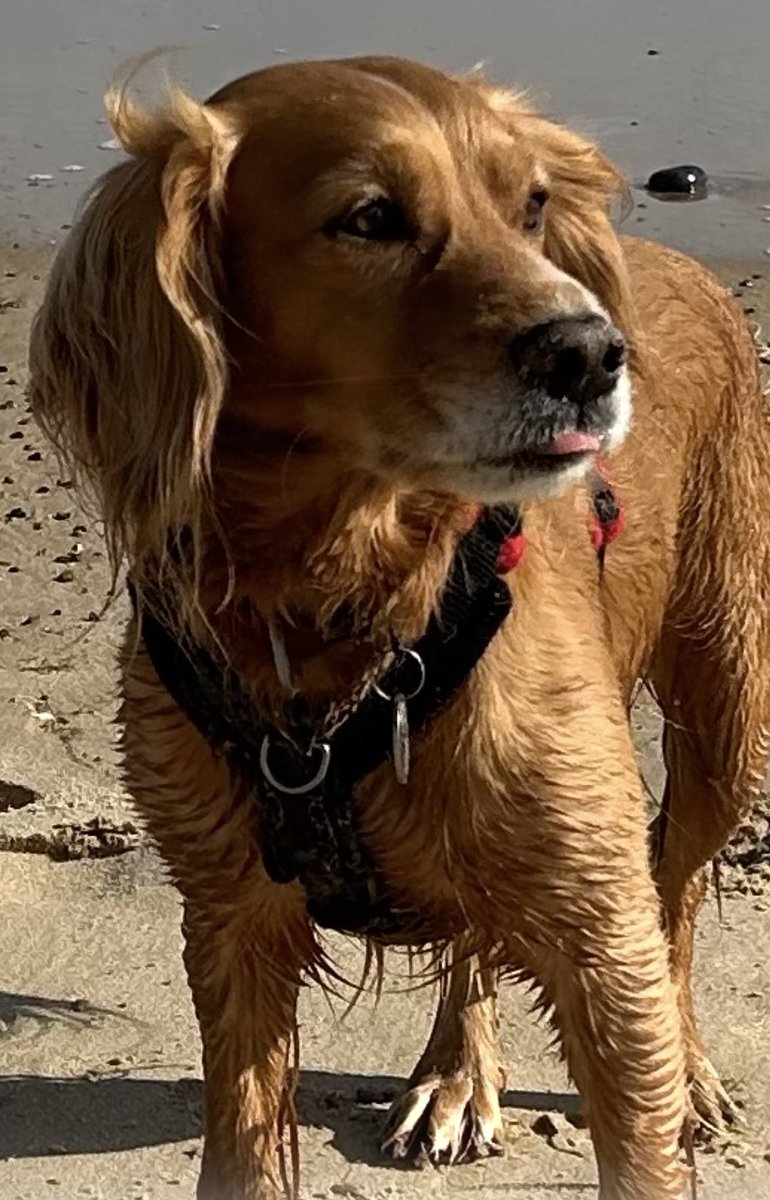 ❌ URGENT ❌ missing #NR9 area with long line attached. Could be stuck somewhere #Hingham #Norfolk 
MILO working #Cocker 
Chased 🦌 and pulled away from owner who is extremely worried TY 

doglost.co.uk/dog/201610

<a href="/MissingPetsGB/">Missing Pets GB</a> <a href="/LisaClareRead2/">Lisa Clare Read 💙</a> <a href="/qu1ncey/">Liz Quinn</a> <a href="/HinghamJournal/">Hingham Journal</a>