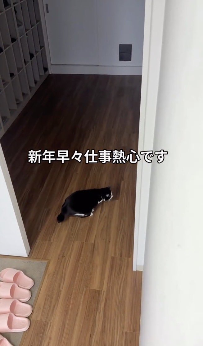 3本足の保護猫ふく😼広報部長 (@fuku_bucho_cat) / Posts / X