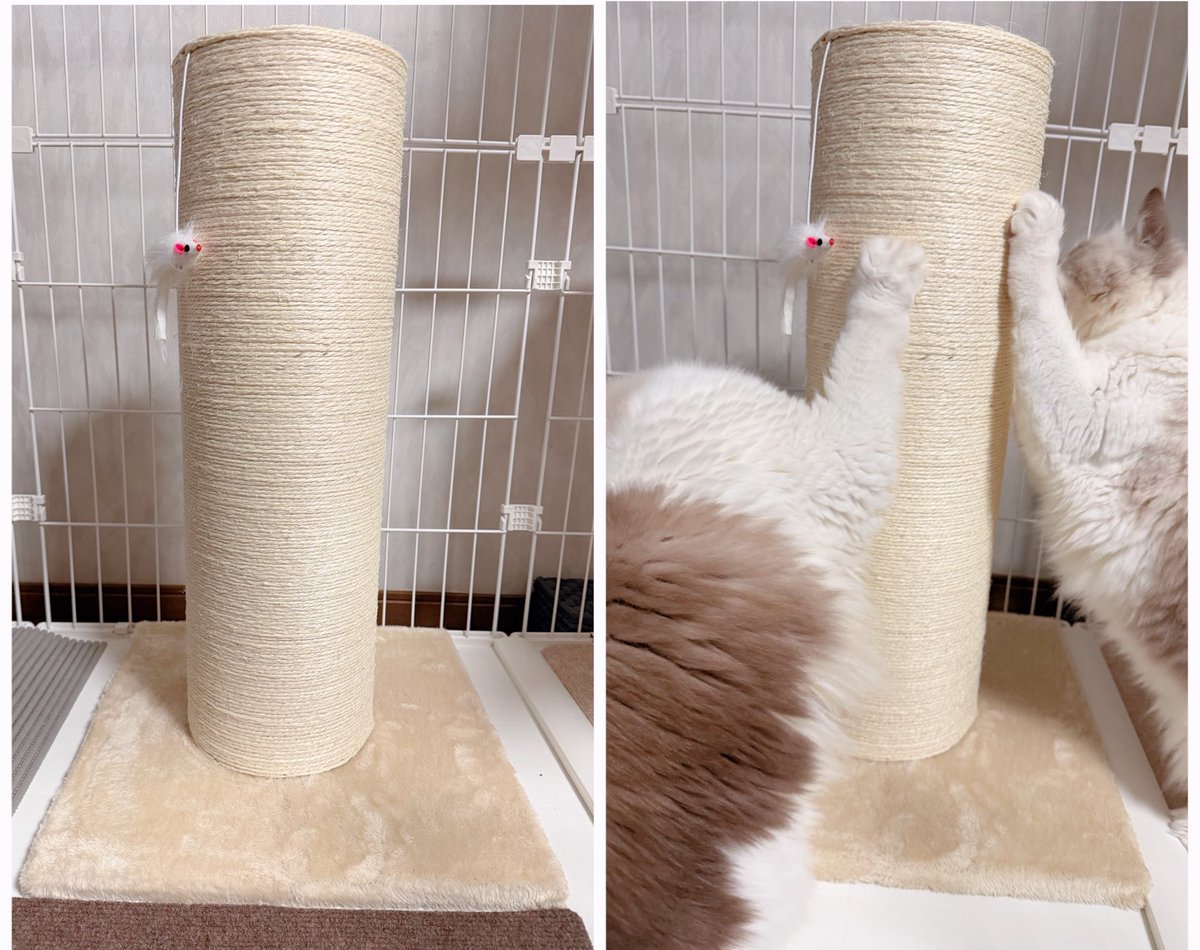 蔵馬💞飛影💞の新居の為にNew爪研ぎタワー購入‼️

我が家のニャンズ達のお気に入りの爪研ぎタワー！

承太郎💕蔵馬💞飛影💞の洗礼を受けるので2〜３か月程でボロボロになります😱

room.rakuten.co.jp/room_2919f5e7c…

#ラグドール 
#PR
#猫好きさんと繋がりたい
#ねこのいる暮らし𓏲𓎨