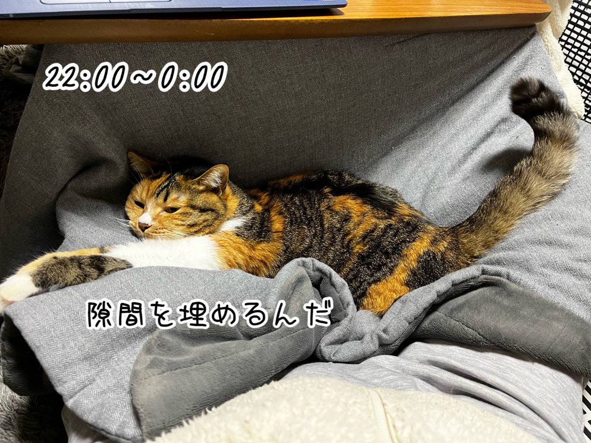 ねこねこ空港 (@nekoneko747) / Posts / X