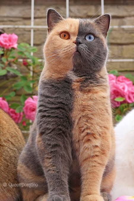 TryBomb's tweet image. Don't be scared, take a breather.
Vitiligo is real.