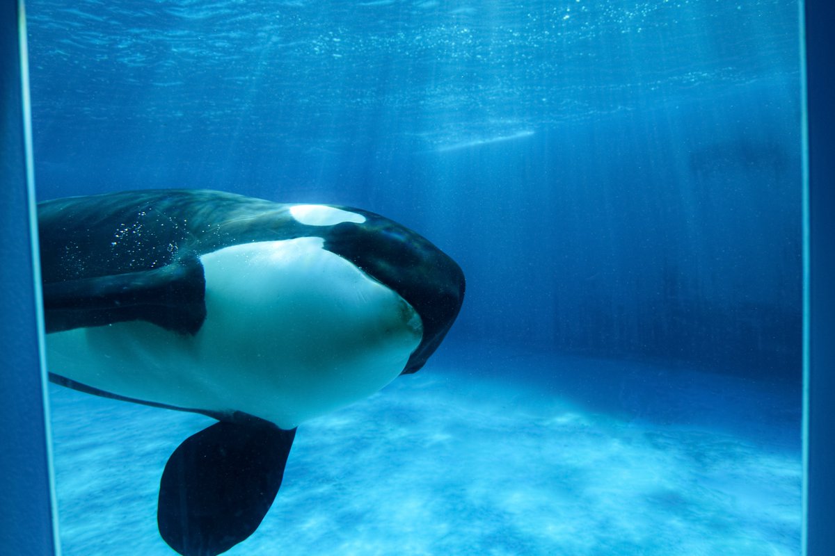 鴨川シーワールドホテルの新宿泊プラン「シャチ観覧窓リザーブ席付き