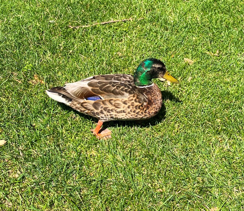 Jared Leys tweet media