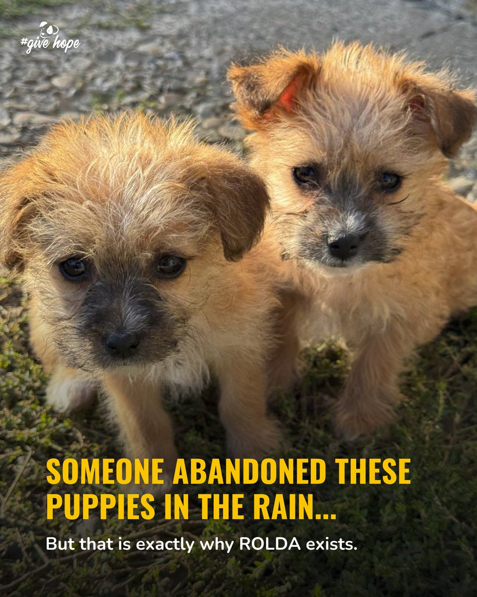 ROLDAOrg's tweet image. Someone abandoned these puppies in the rain... And that is exactly why ROLDA exists 💔

During heavy rainfall, four tiny puppies were left outside with no shelter and no protection. Only two survived long enough to be found.

An elderly lady discovered them soaked, cold, and…