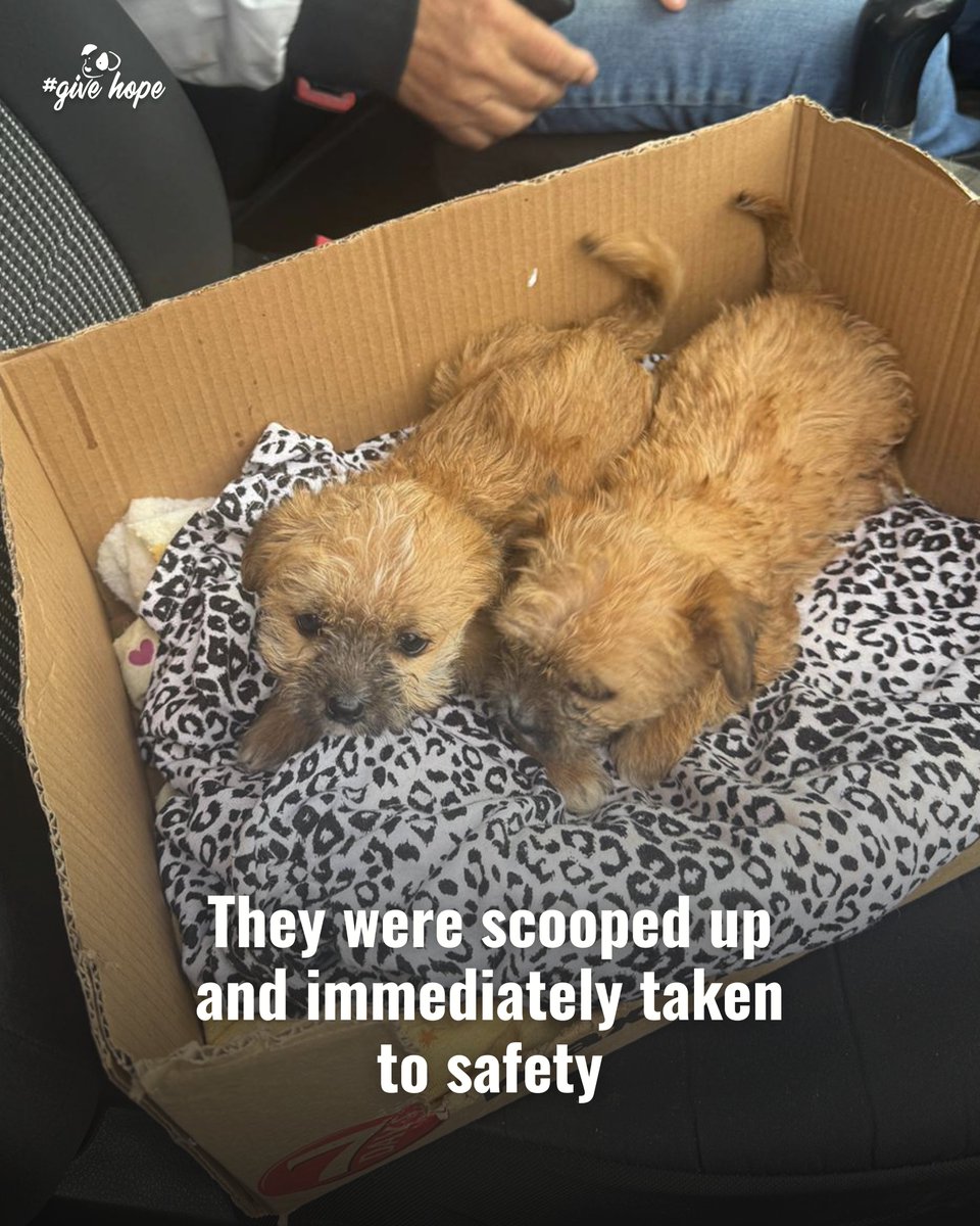 ROLDAOrg's tweet image. Someone abandoned these puppies in the rain... And that is exactly why ROLDA exists 💔

During heavy rainfall, four tiny puppies were left outside with no shelter and no protection. Only two survived long enough to be found.

An elderly lady discovered them soaked, cold, and…
