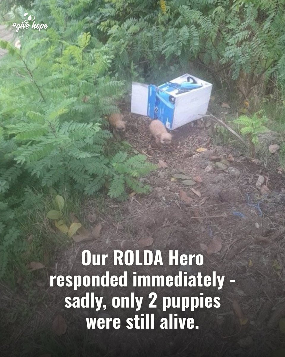 ROLDAOrg's tweet image. Someone abandoned these puppies in the rain... And that is exactly why ROLDA exists 💔

During heavy rainfall, four tiny puppies were left outside with no shelter and no protection. Only two survived long enough to be found.

An elderly lady discovered them soaked, cold, and…