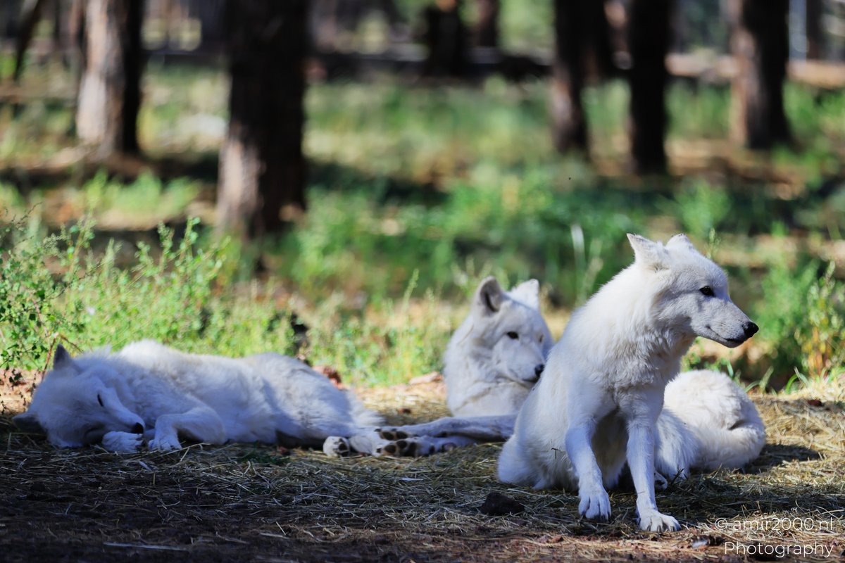 amir2000's tweet image. #ArcticWolves in pine shade, one eye open
A quiet pile of fur, then a lone wolf on the road by the cabin🐺
Team nap or team patrol?
#CanonR5MarkII #AMIR2000NLPhotography #Amir2000NLStory #GrayWolf #BearizonaWildlifePark #Arizona #WildlifePhotography #NaturePhotography