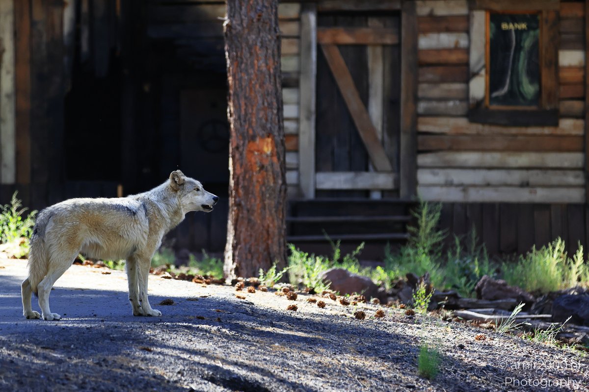 amir2000's tweet image. #ArcticWolves in pine shade, one eye open
A quiet pile of fur, then a lone wolf on the road by the cabin🐺
Team nap or team patrol?
#CanonR5MarkII #AMIR2000NLPhotography #Amir2000NLStory #GrayWolf #BearizonaWildlifePark #Arizona #WildlifePhotography #NaturePhotography
