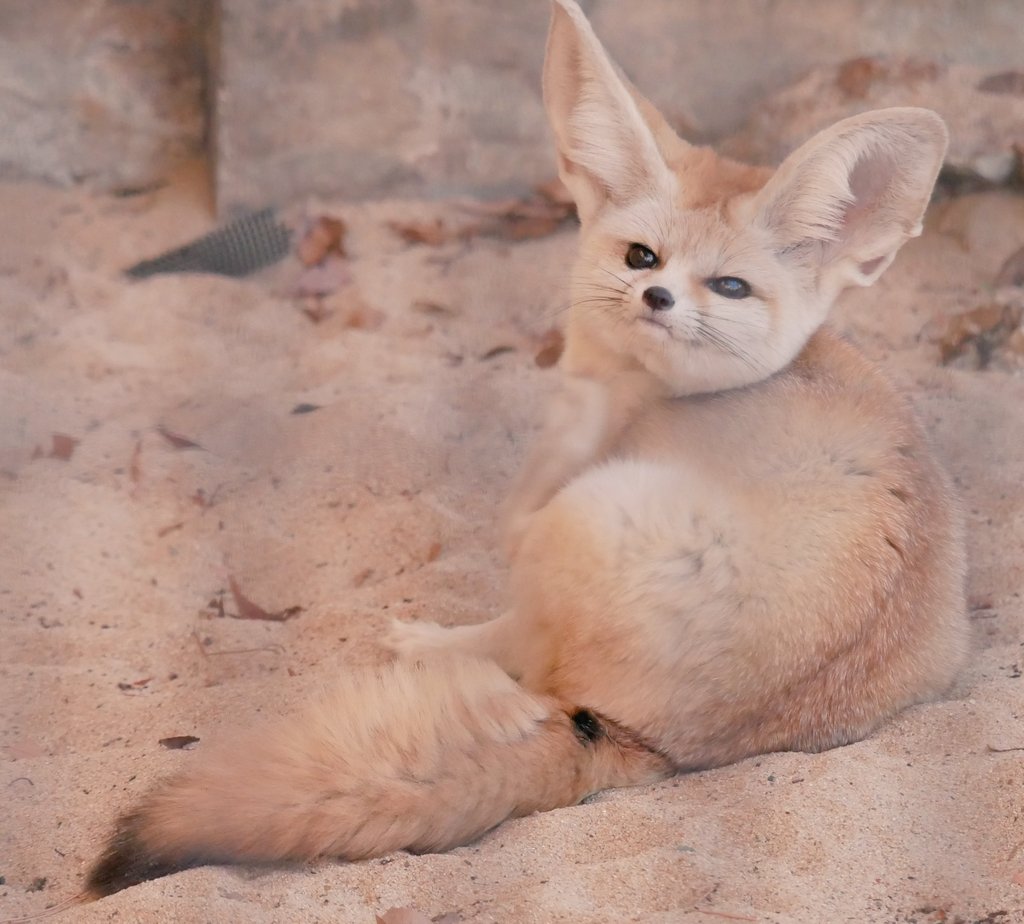 アーティスト　フェネック フェネック | 動物図鑑 | ZFC.jp