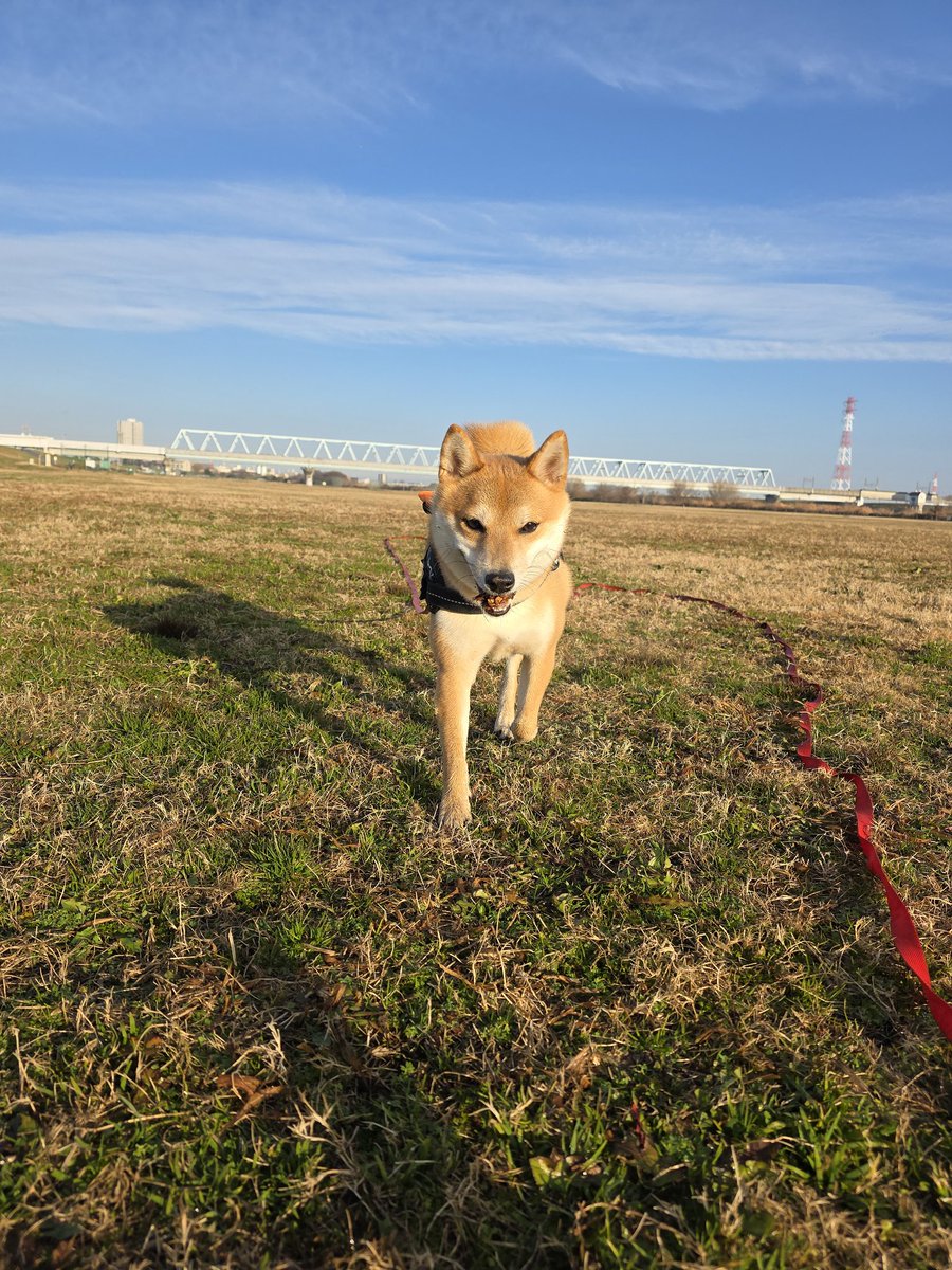 213Tyson's tweet photo. 遅くなりましたが明けましておめでとうございます。
初フィッシュは富士山見ながらアマダイ🐟
アカサカ釣具さんの福袋はなんと一番欲しかったMPBルアー🤑
ワンコも大きくなったんで今年はバス釣り多めで頑張るぞ🎣
皆様よろしくお願いします！ https://t.co/PEZzZymS8l