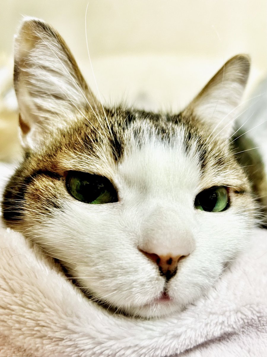 今日も1日お疲れ様ですฅ(*ΦωΦ*) ฅ

#うちの猫 
#保護猫