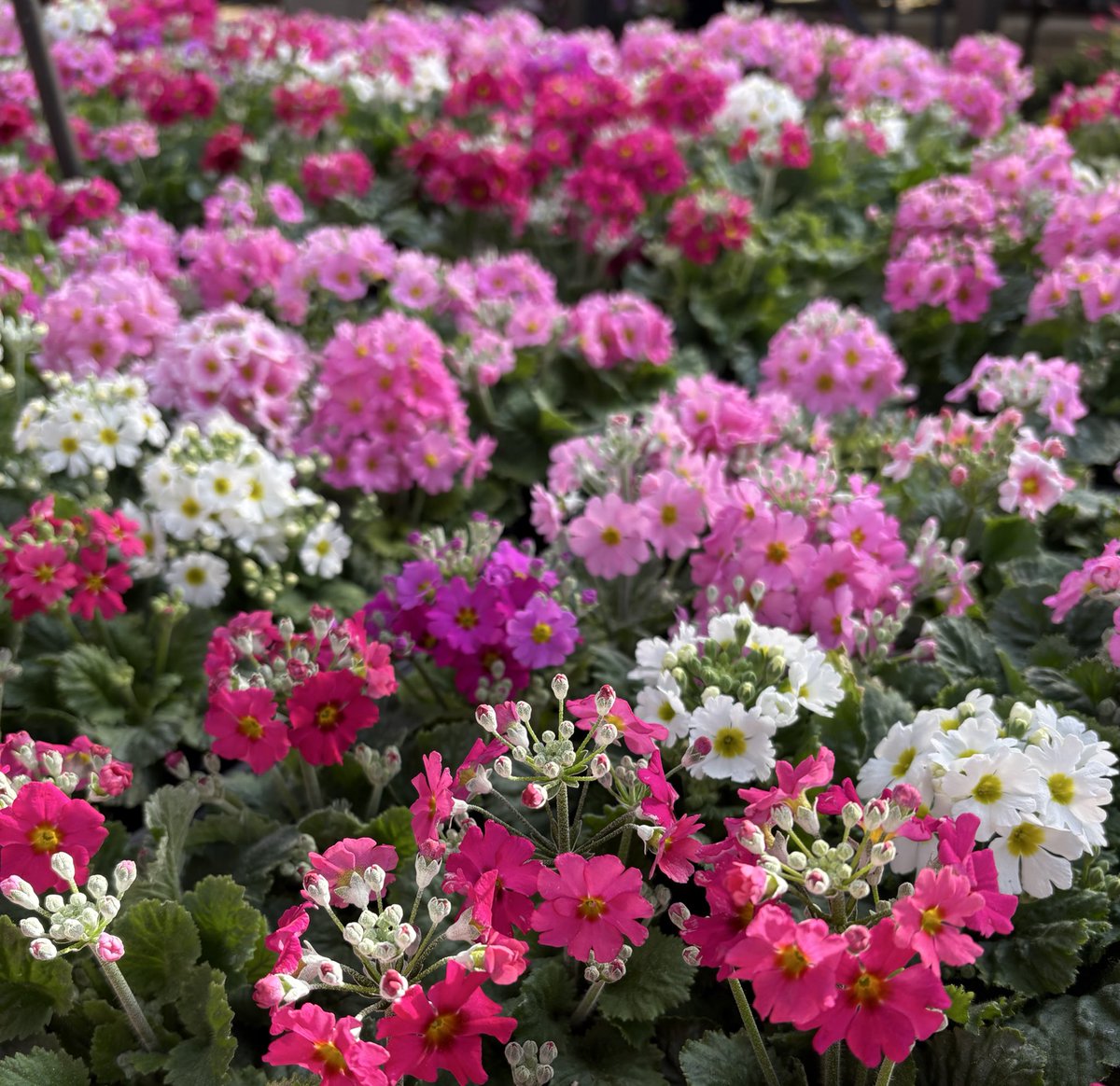 Al2o3_pinkruby's tweet image. 我が家鉱山
まだまだあります
駄菓子菓子🍘
家族がラベル残してくれてなくて　謎石が多い💦
細かくお見せすることが困難に💦💦💦　　回数減りますがご容赦くださいませ