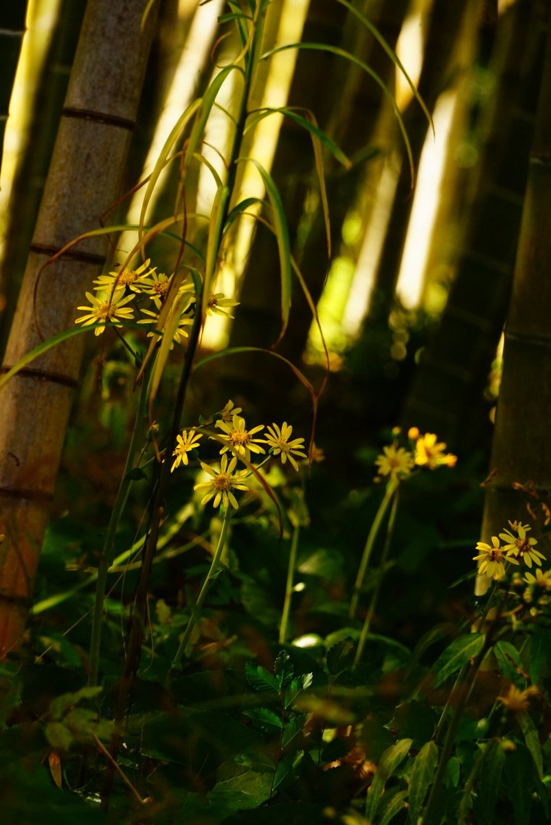 まことページ まこと (@yamakoto01) / Posts / X