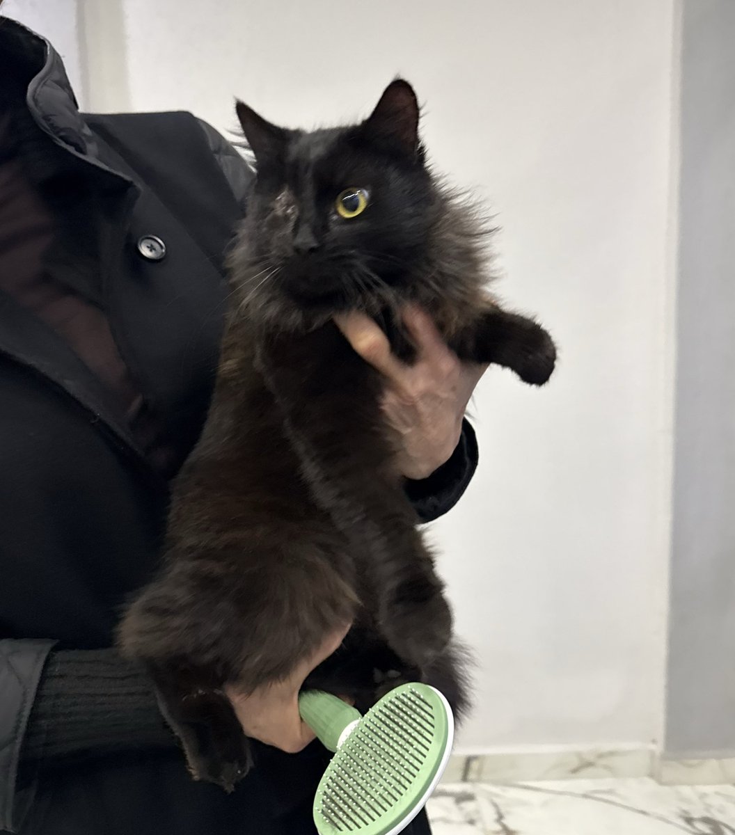 olursaoluur's tweet image. 🐞Erdek sahiplendirme ilanı
Ailem bu güzel kızı ameliyat ettirdi, bir gözü alındı. Yakın zamanda kısırlaşacak. Bu süre boyunca yuva arıyoruz. Kucaktan inmeyen kendini sevdirmeye özellikle taratmaya bayılan biri😅 iletişim benim. Önceliğimiz Erdek ve çevresi yuva bulabilmek