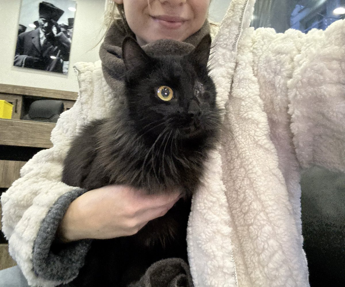 olursaoluur's tweet image. 🐞Erdek sahiplendirme ilanı
Ailem bu güzel kızı ameliyat ettirdi, bir gözü alındı. Yakın zamanda kısırlaşacak. Bu süre boyunca yuva arıyoruz. Kucaktan inmeyen kendini sevdirmeye özellikle taratmaya bayılan biri😅 iletişim benim. Önceliğimiz Erdek ve çevresi yuva bulabilmek