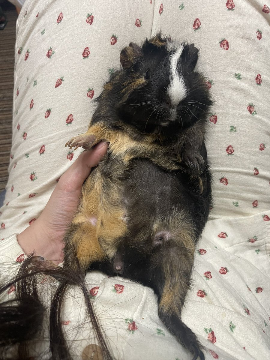 今週末1/11(日)はこちら！
岡谷BAR ASiAでシャッフルパーティです！
くじ引きで決まったメンバーで、1日だけライブしちゃうってゆうお祭りイベント🎉🎈

ステージでベース弾くのは約2年ぶり！今回で3回目！
そしてASiAでベース弾くのは初めて！
モルモットさんチームどうぞよろしくお願いします🙇🎶