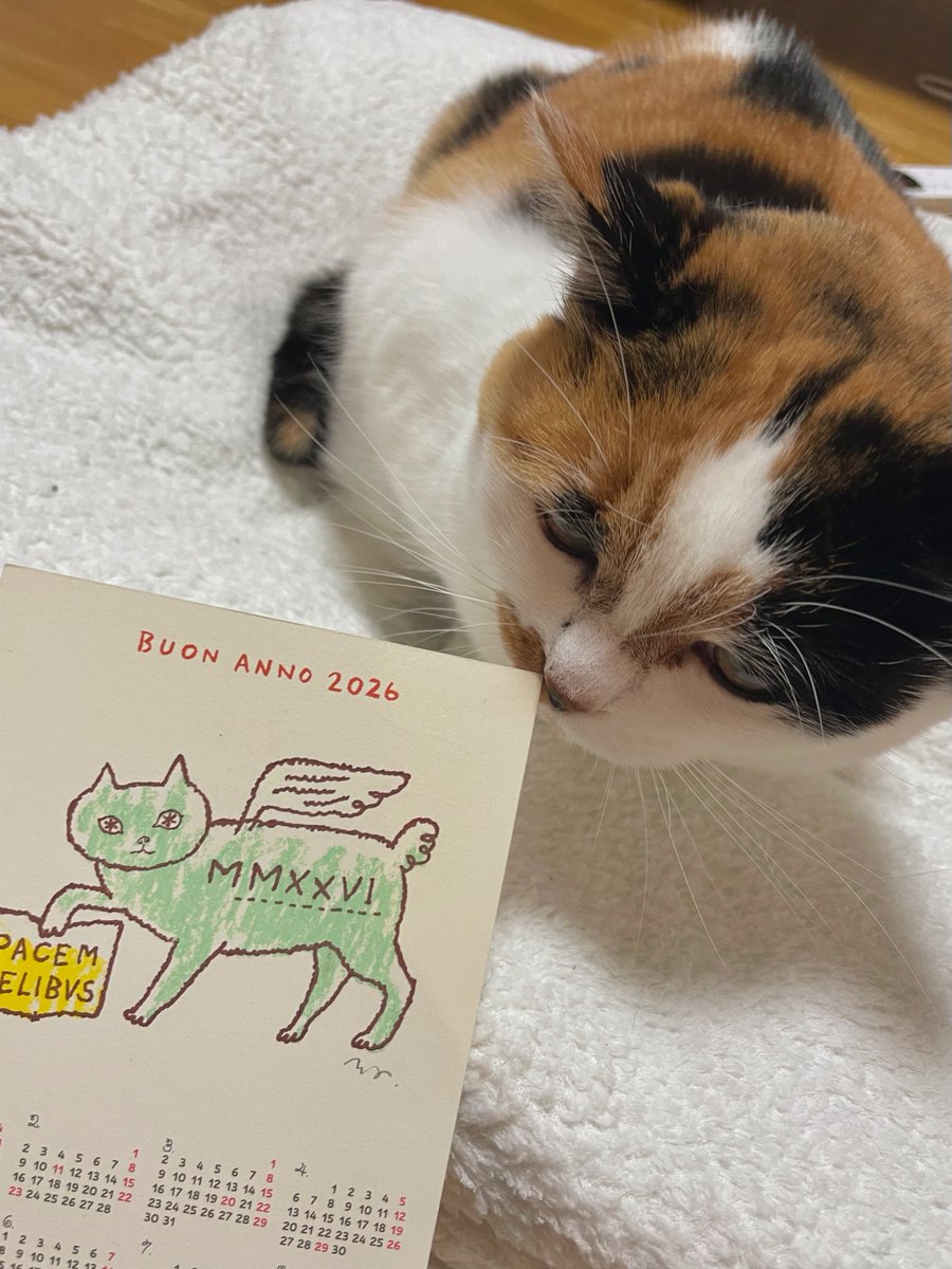 にゃんころもち ea2fa3198b97e4f3a8bec78a55abdf