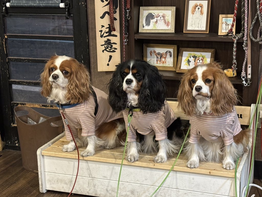 モトグッチ tweet media