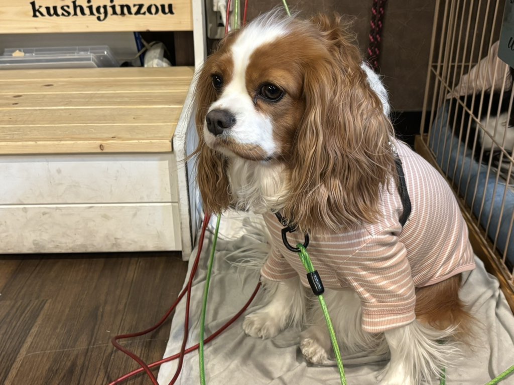 モトグッチ tweet media