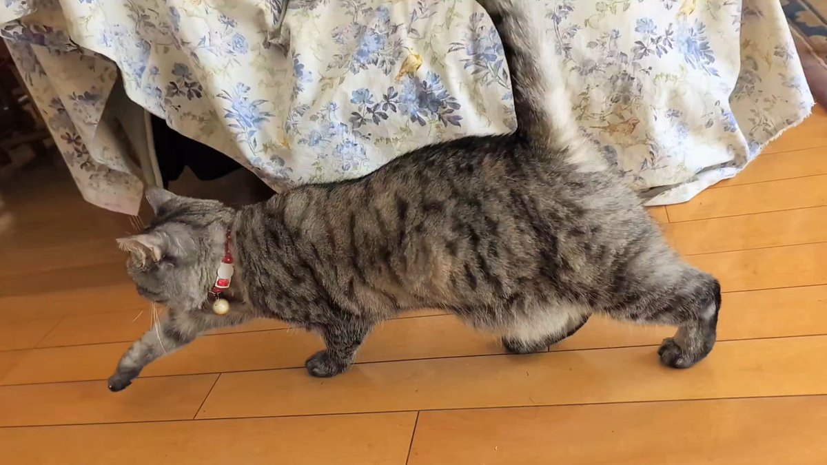 ねこさん⚡(ΦωΦ) (@catnap707) / Posts / X