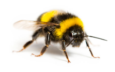 homl...honsml...honse...homlfil