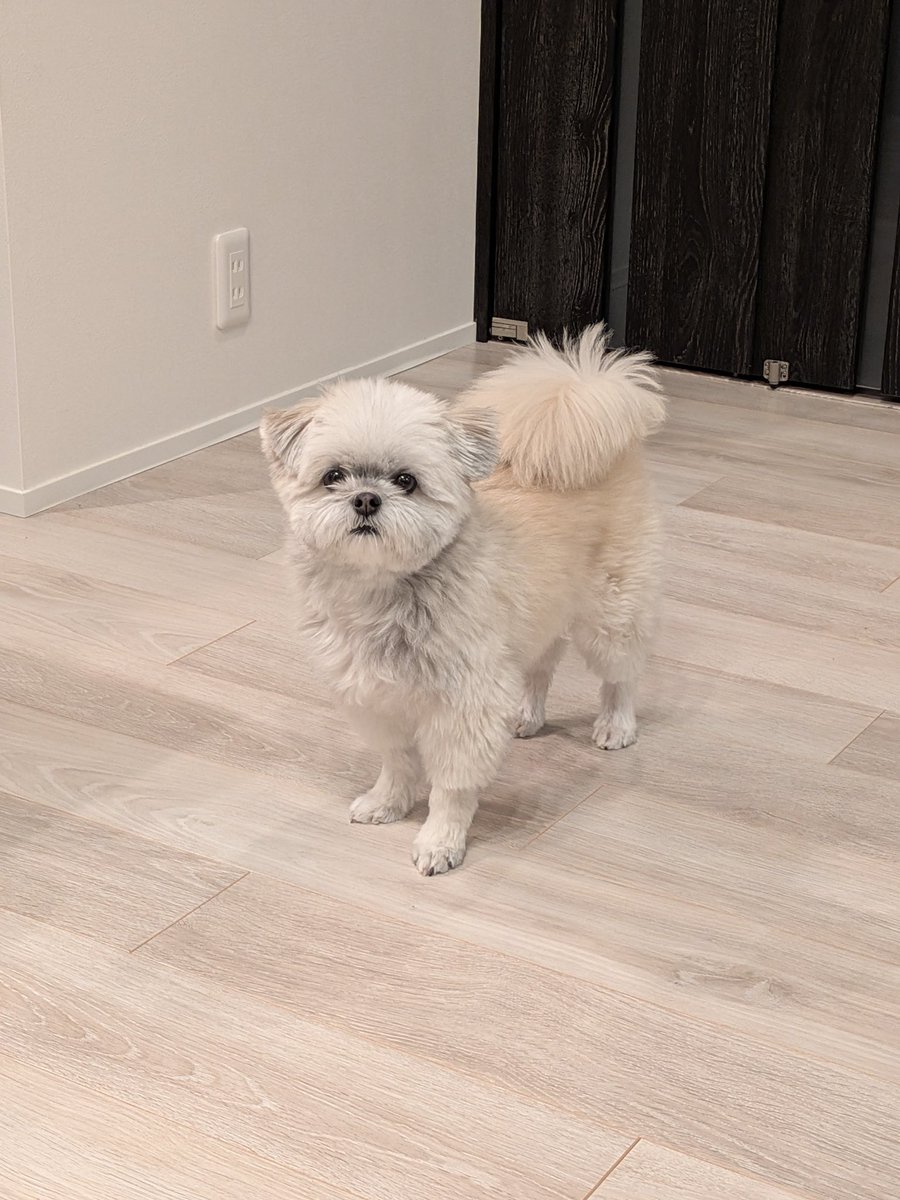 ポメシー🐶ごんぞう (@0305Gonzo) / Posts / X