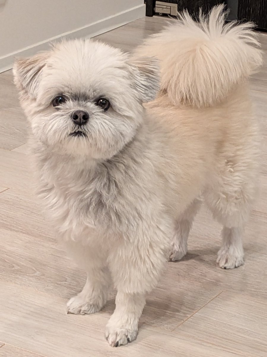 ポメシー🐶ごんぞう (@0305Gonzo) / Posts / X