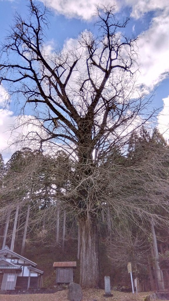 長浜市木之本町杉野
火伏せのイチョウ
(石道寺の銀杏)

杉野は、過去大火に二度も見舞われて集落の数十戸が全焼したが、この銀杏に守られて寺は焼失を免れたと伝わる。