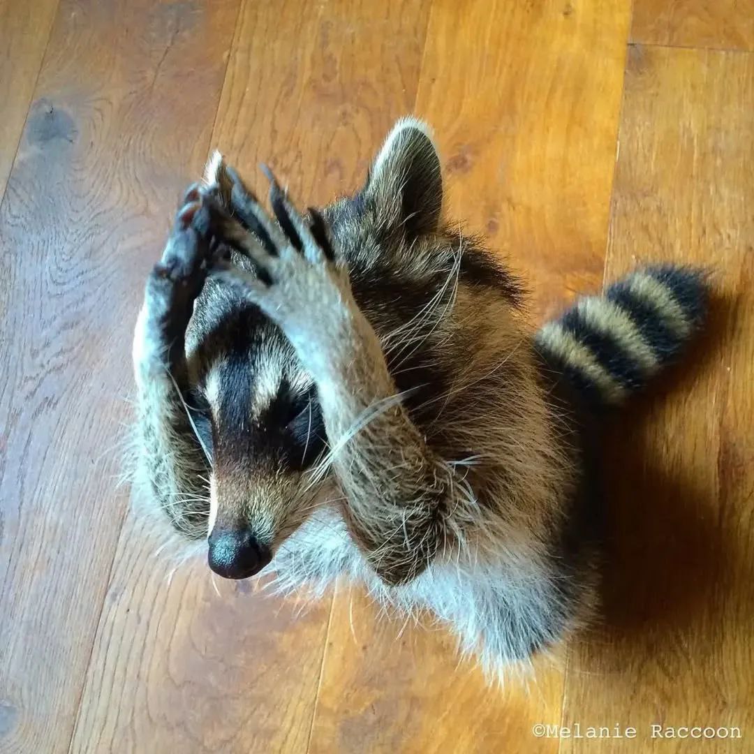 ブラックマンデー再来 リーマン・ショック再来のアライさんなのだ