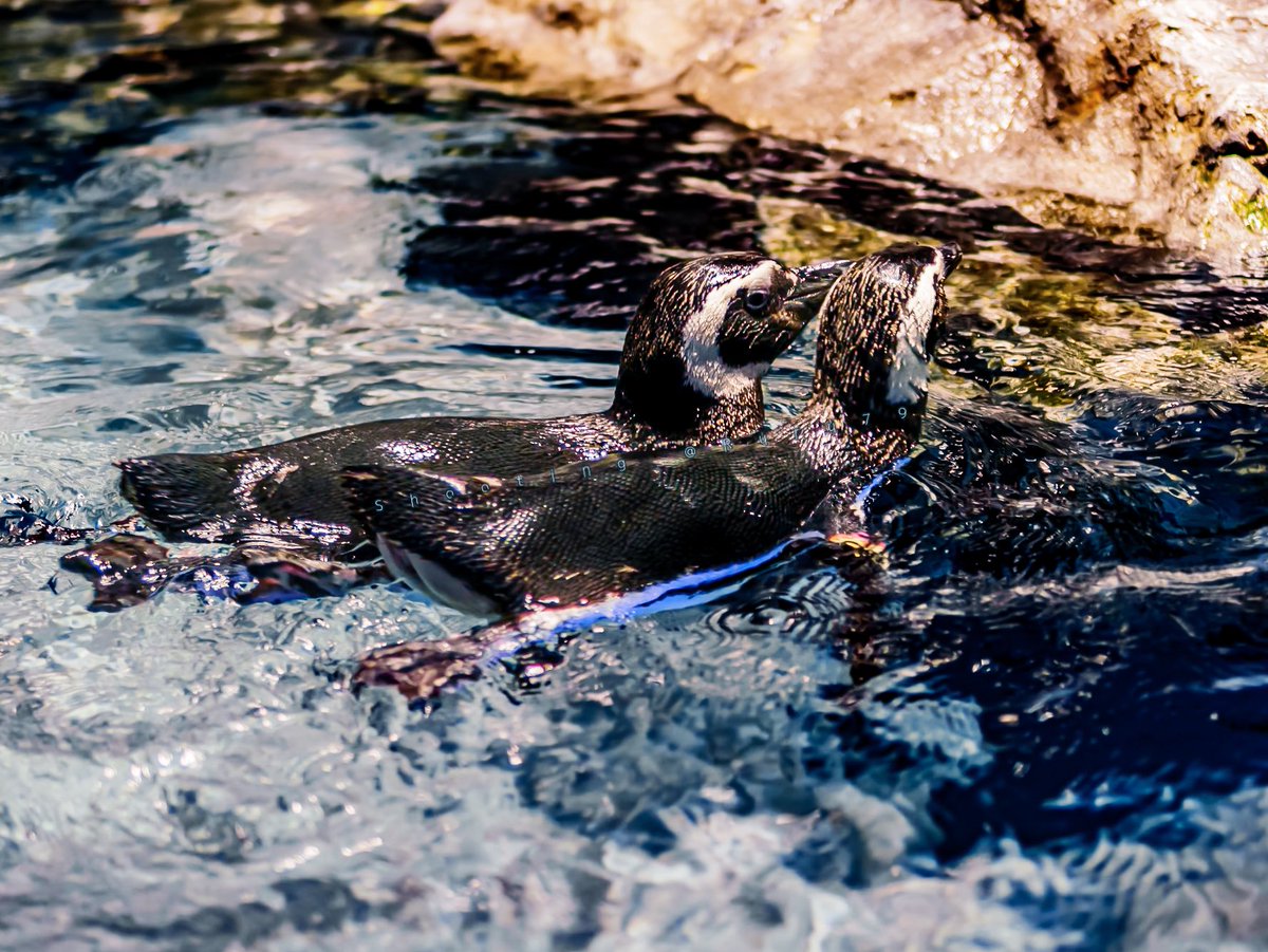 るるページ るるなっく (@ruru79) / Posts / X