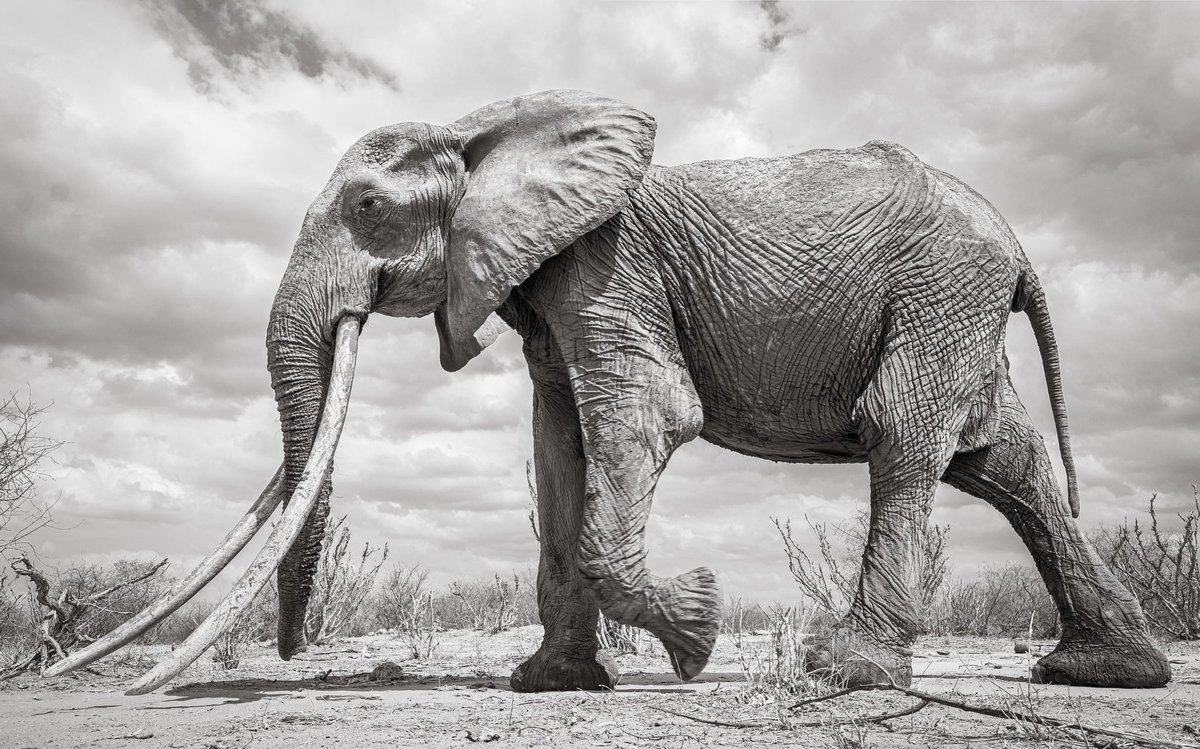 hannes_1961's tweet photo. @Arsenalman2011 There are quite a few in Tsavo.
Pictured: Dida, Mudanda, Irima &amp; Sangayaya.
Amboseli as well: namely Theodora (sister of Tolstoy) Holly or Sally https://t.co/R2QrcKkBYl